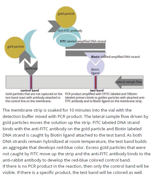 PCRbeam™ Fast PCR Detection Kit